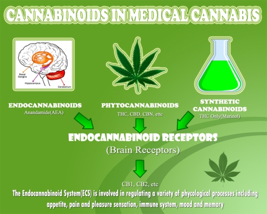Cannabanoids In Medicinal Cannabis